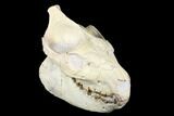 Fossil Oreodont (Merycoidodon) Skull - Wyoming #176530-4